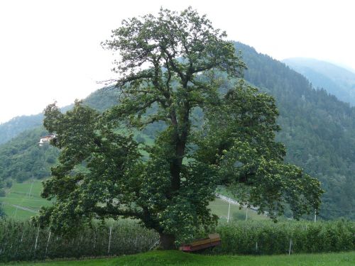 tree landscape nature