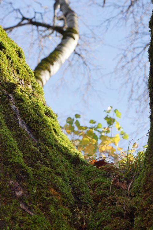 tree moss blue sky