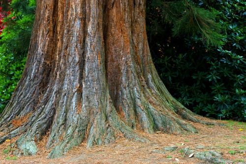 tree trunk bark