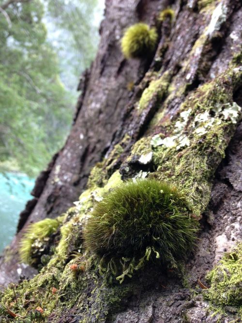 tree moss green