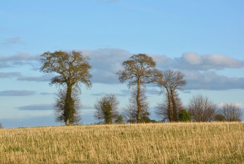 tree nature sky