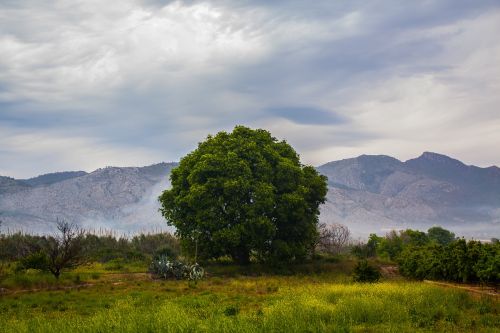 tree field landscape