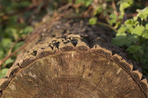 tree stump tribe