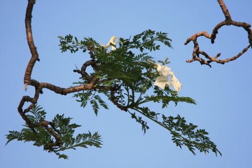 tree jakaranda flower