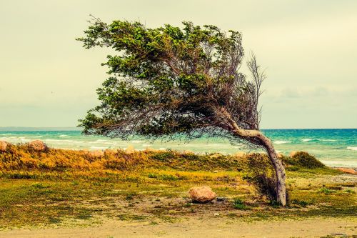 tree beach sea