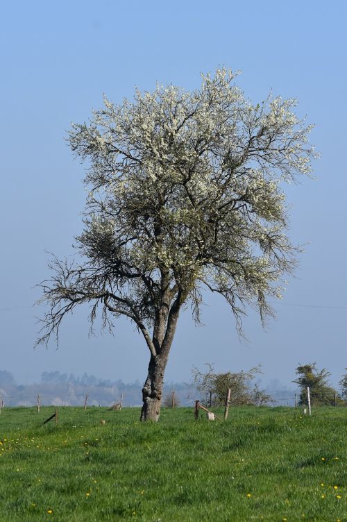 tree spring meadow