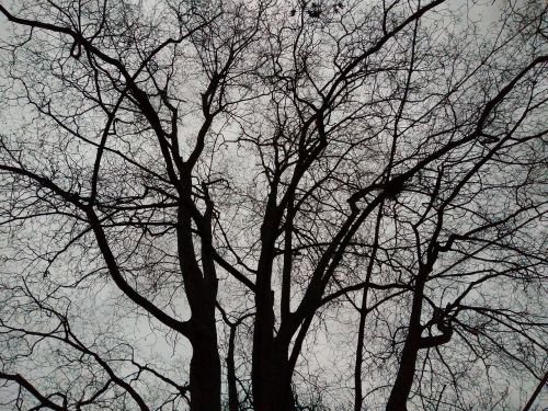 tree black forest