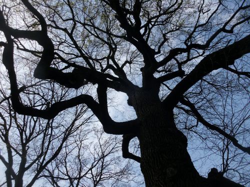 tree aesthetic branches