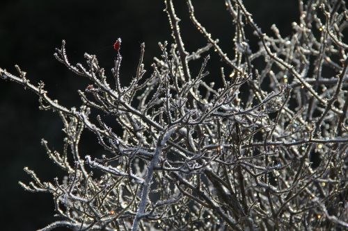 tree cold nature