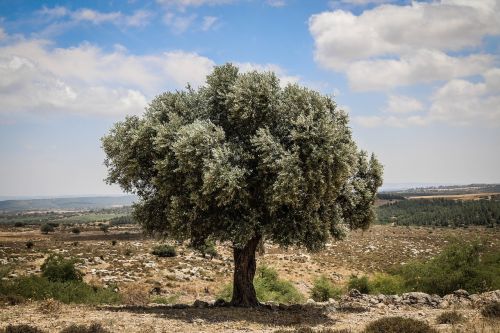 tree landscape nature