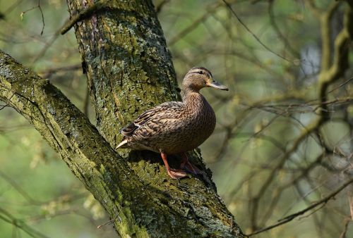 tree duck nature