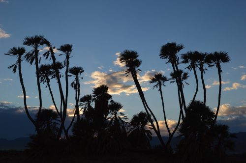tree palm palm tree