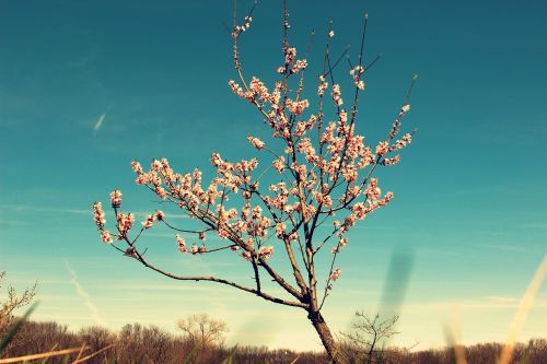tree blossom buds