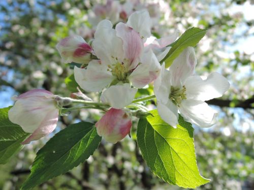 tree flower apple tree