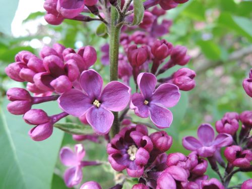 tree flower lilac
