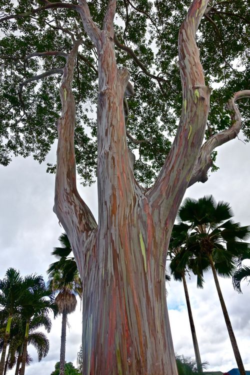 tree trunk eucalyptus