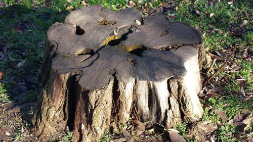 tree wood cut trunk
