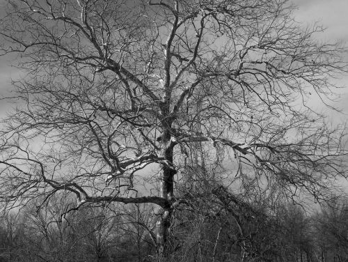 tree nature black and white