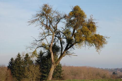 tree nature winter