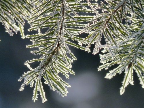 tree branch fir