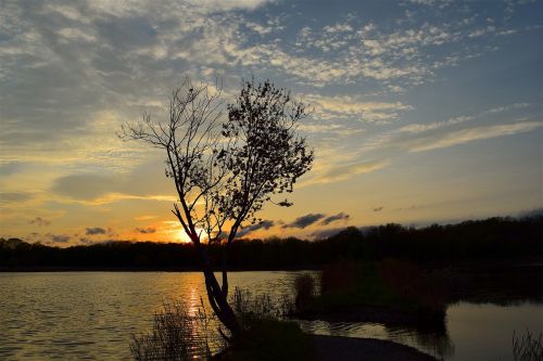 tree sunset lake