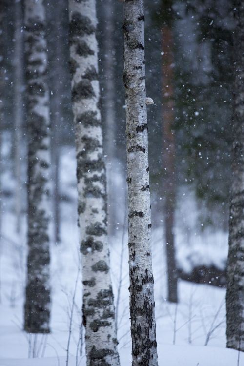 tree winter frame