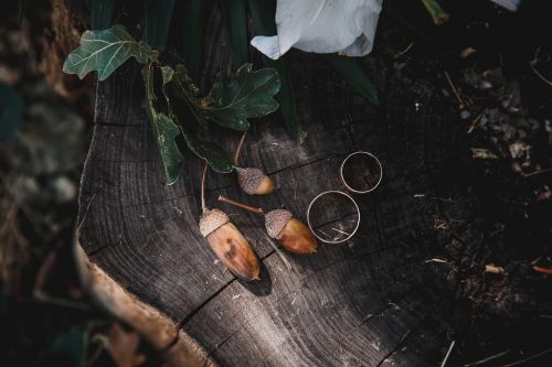 tree wedding rings acorns