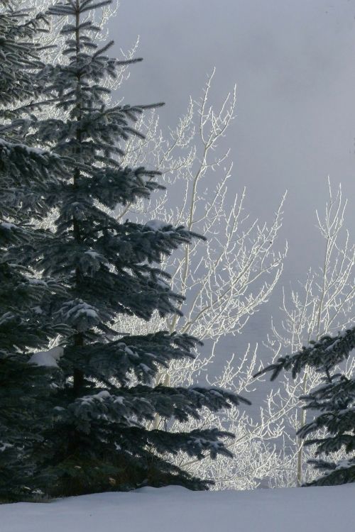 tree fir hoarfrost