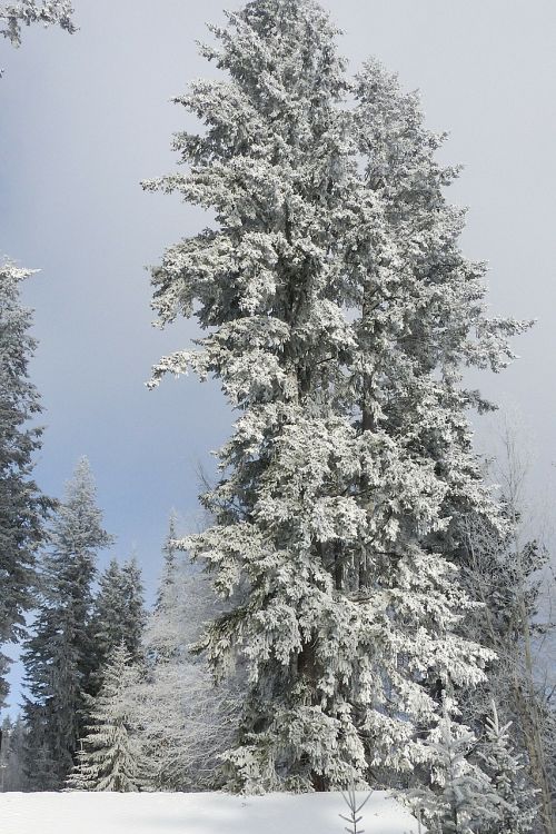 tree fir hoarfrost
