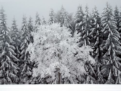 tree snow winter