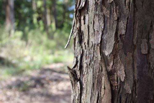 tree wood trunk