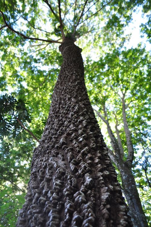 tree leaves flying