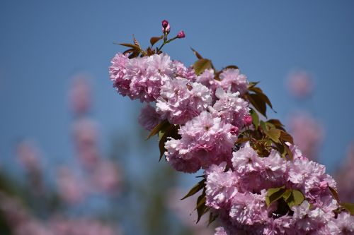 tree blossom spring