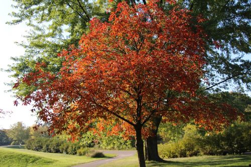 tree autumn leaves fall colors