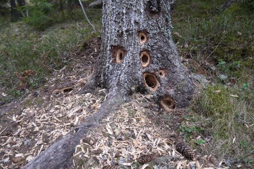 tree holes hackspettshål