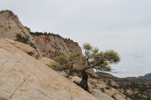 tree banzai utah