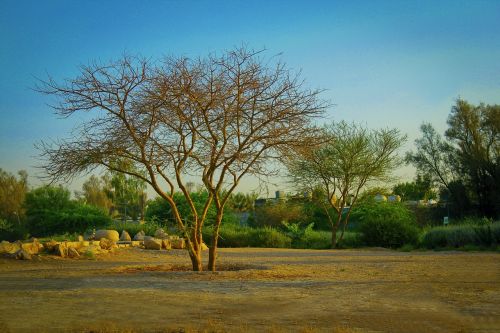 tree desert landscape