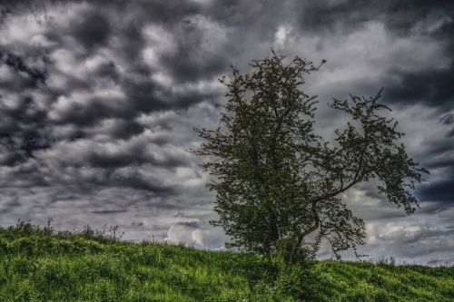 tree clouds sky