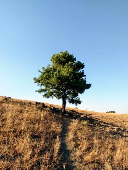 tree landscape coffee