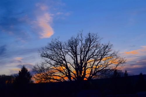 tree silhouette sunset