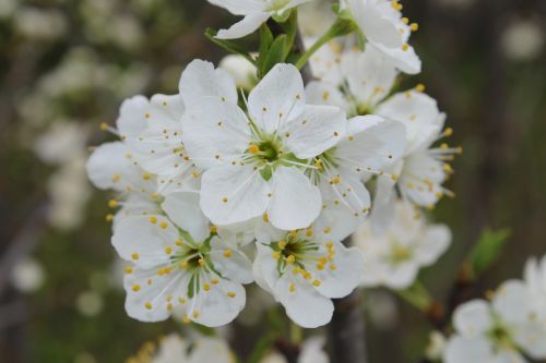 tree flower white