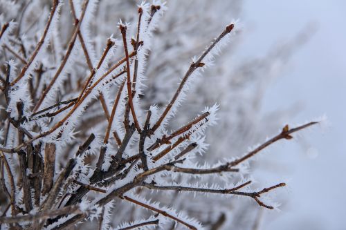 tree branch all white