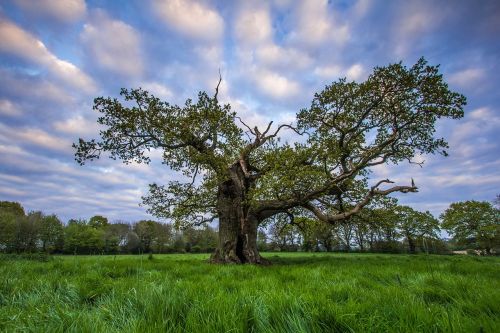 tree green spring