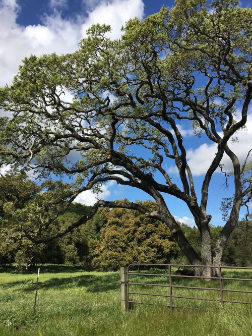 tree park sky