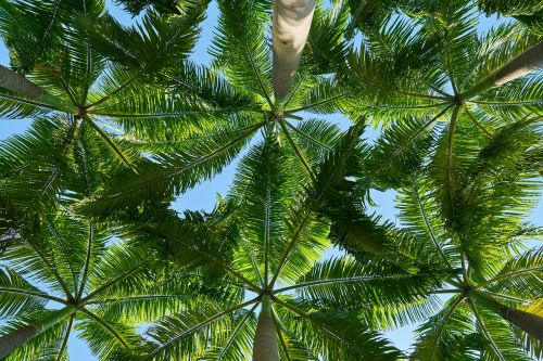 tree landscape background