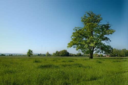 tree grass meadow