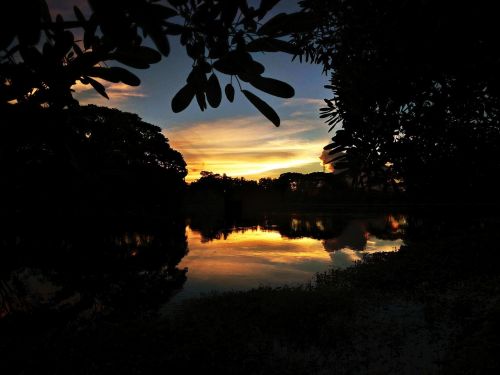 tree light sky