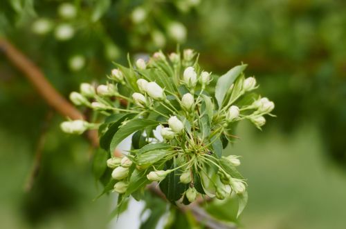 tree spring bloom