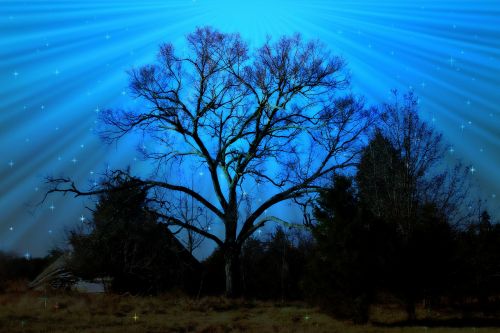 tree sky nature