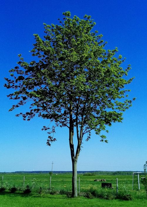 tree meadow landscape